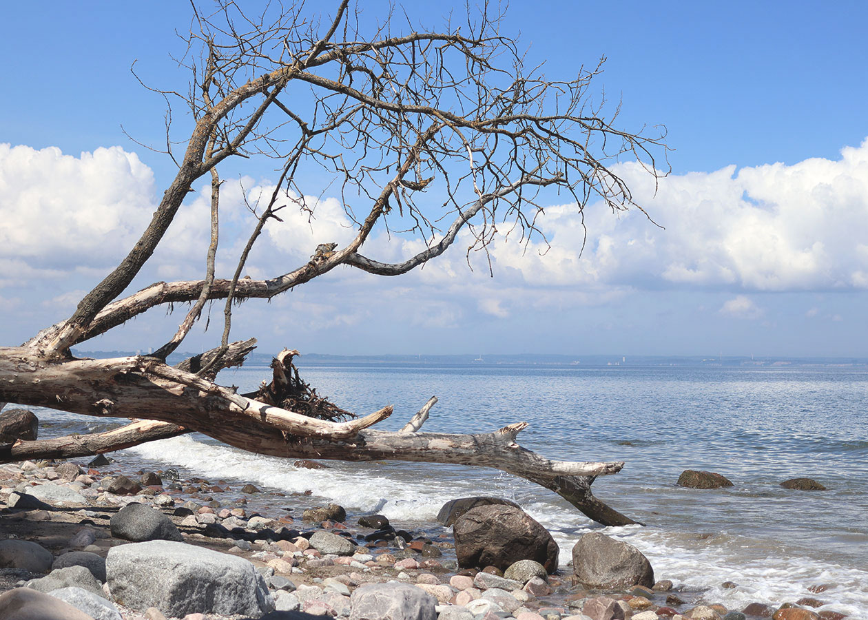 Ein entwurzelter Baum vor der Weite des Meeres