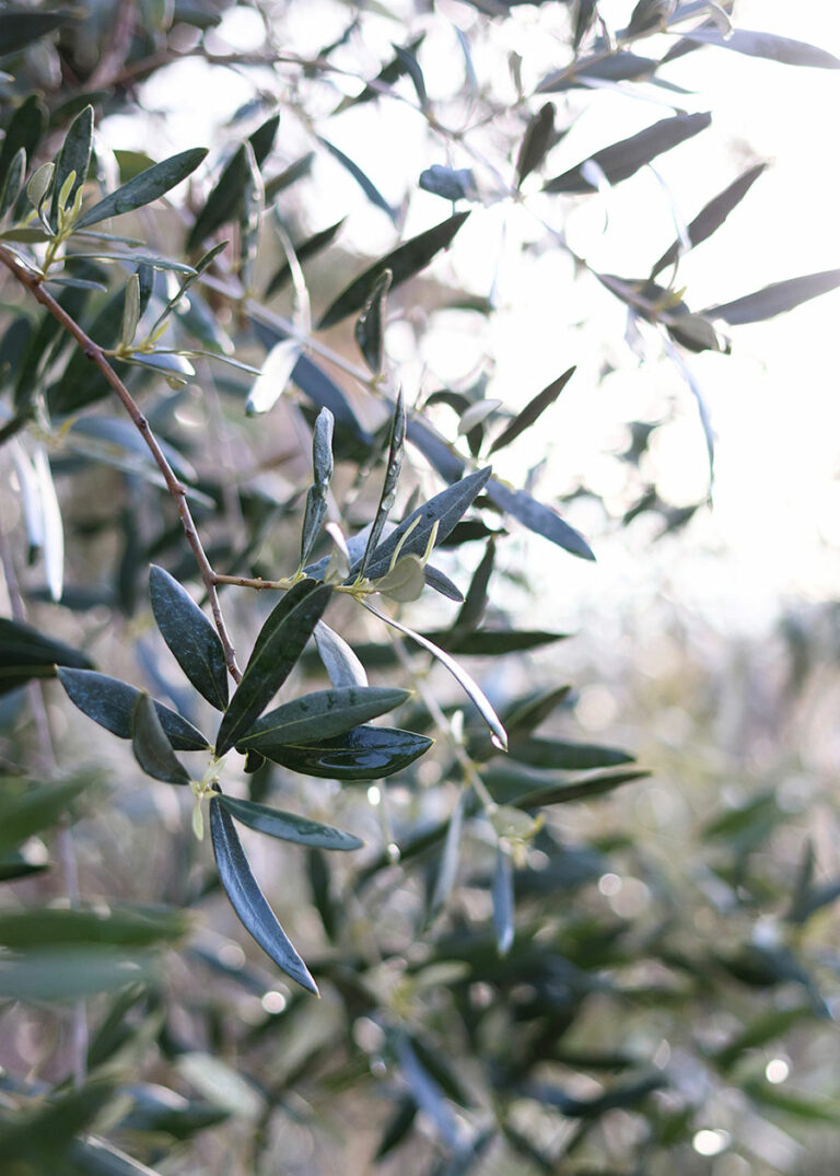 Das satte Grün der Olivenbäume im Frühling